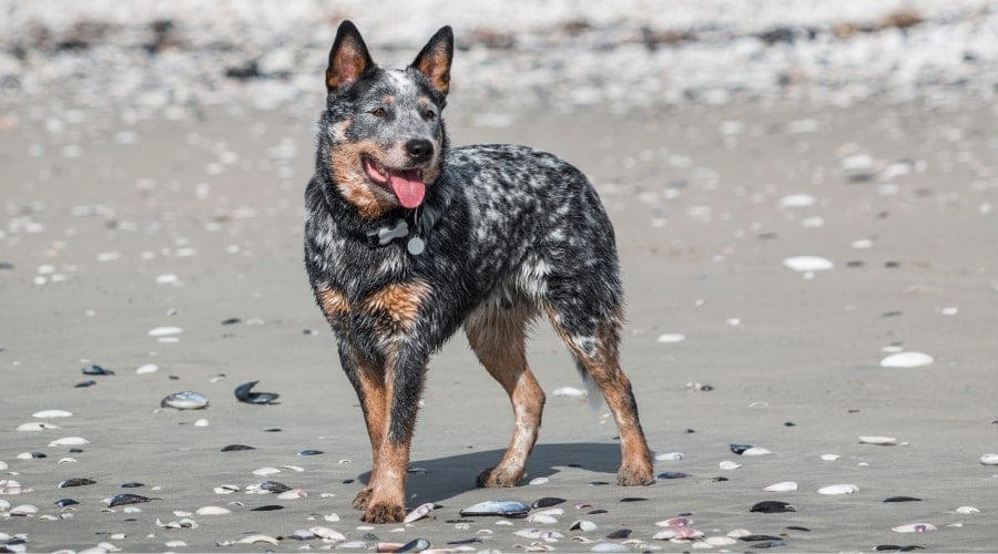 Blue Heeler on Beach