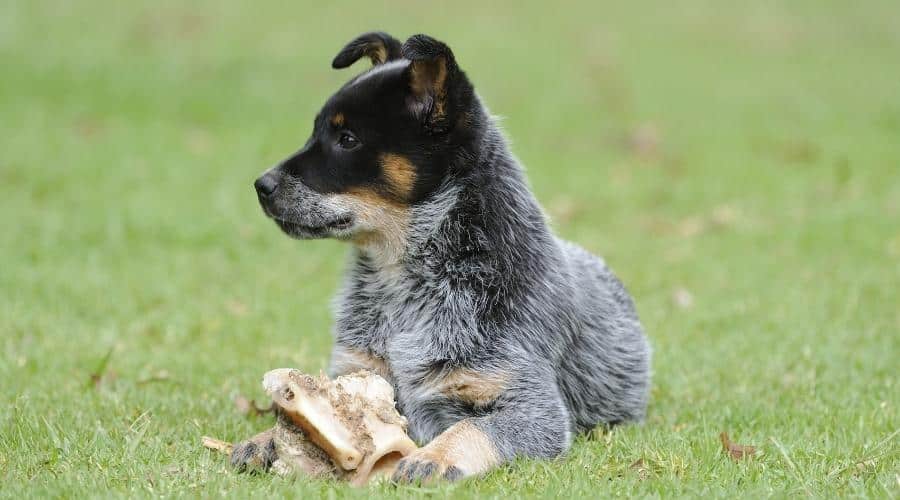 Blue Heeler pup in grass with bone