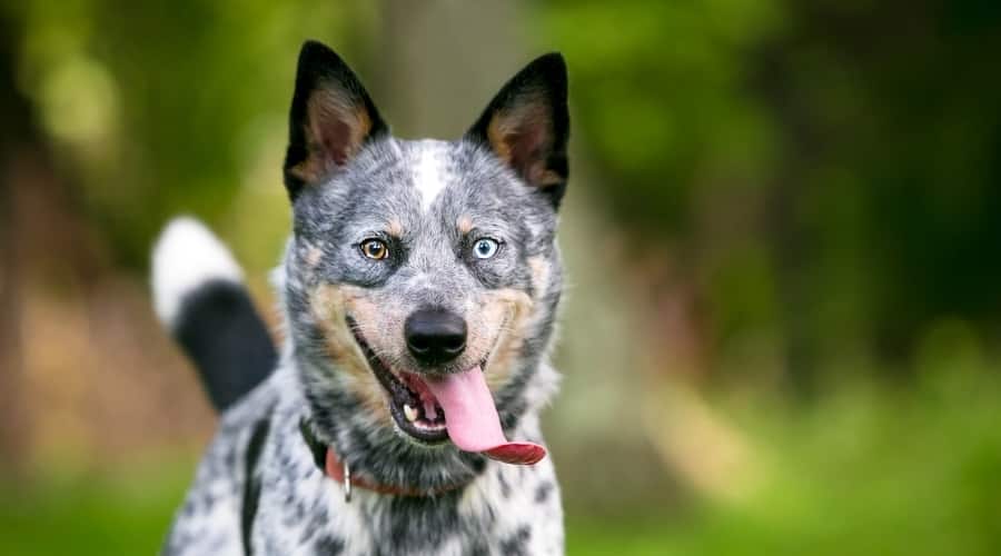 Blue Heeler with Blue Eye