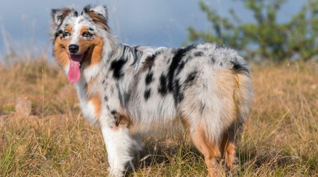 Australian Shepherd standing outside.