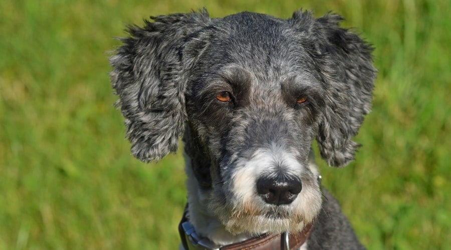 Blue Merle Fluffy Dog With Fresh Haircut