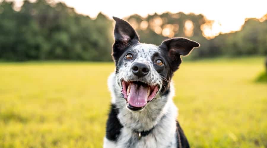 Blue Merle Herding Dog Outdoors