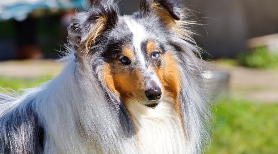 Blue Merle Shetland Sheepdog face.