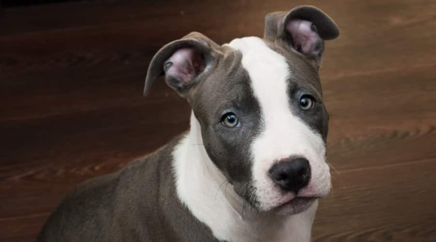 Puppy with White and Blue Coat