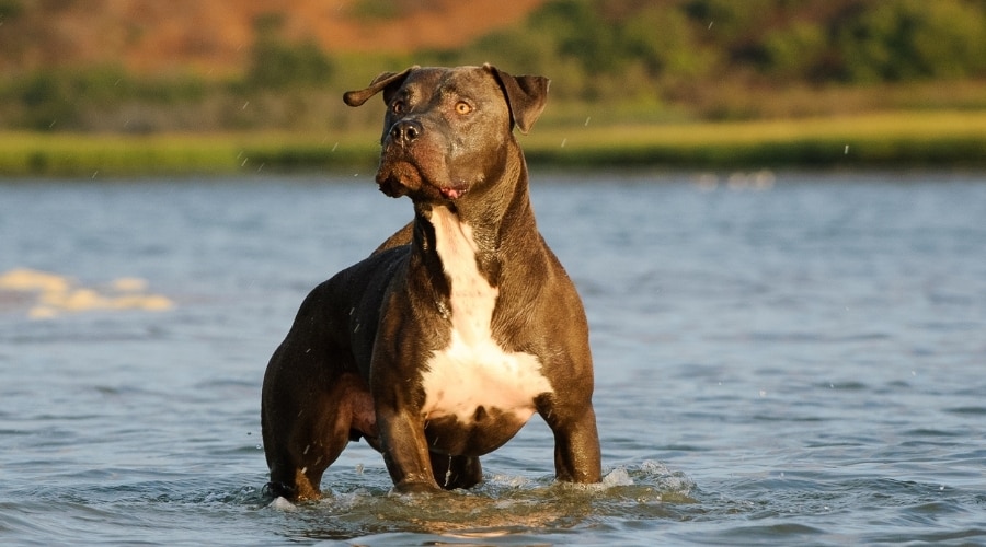 Blue Nose Pitbull in Water