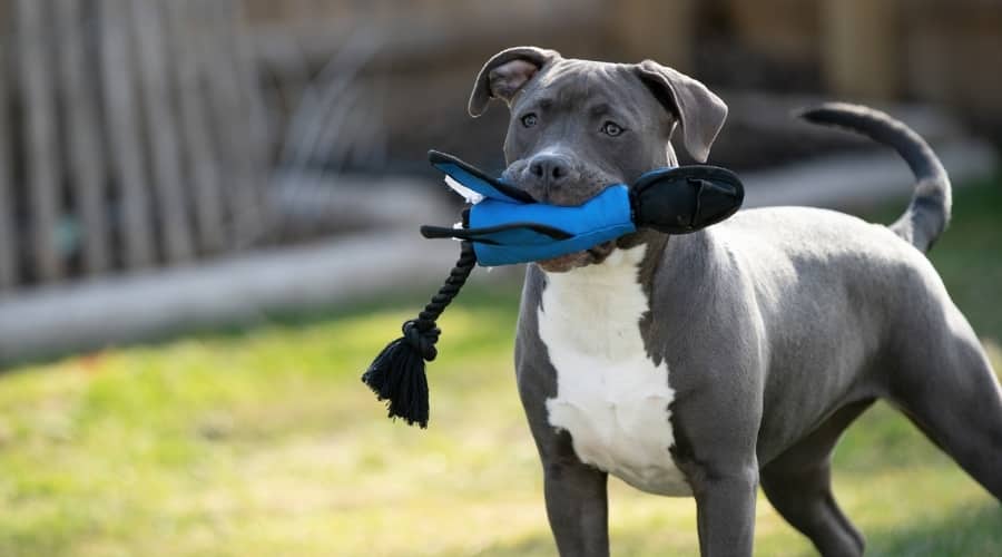 Dog with Toy in Mouth