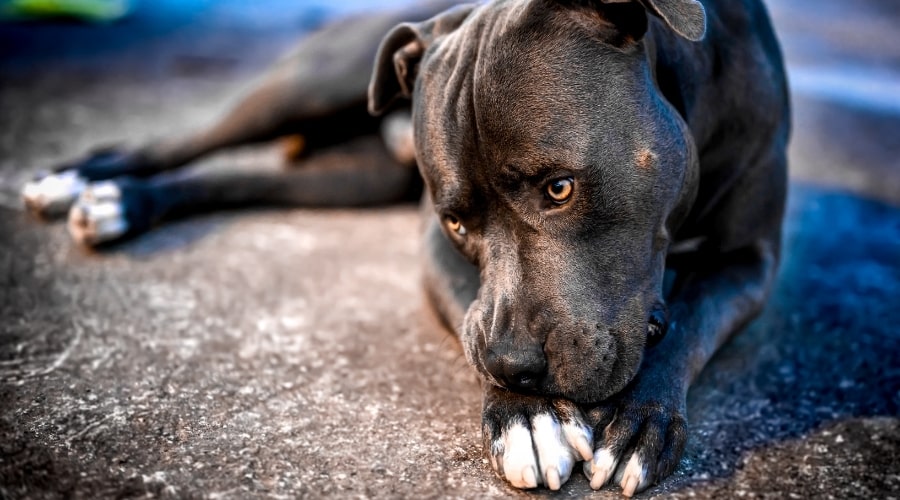 Dog Outdoors Chewing Nails