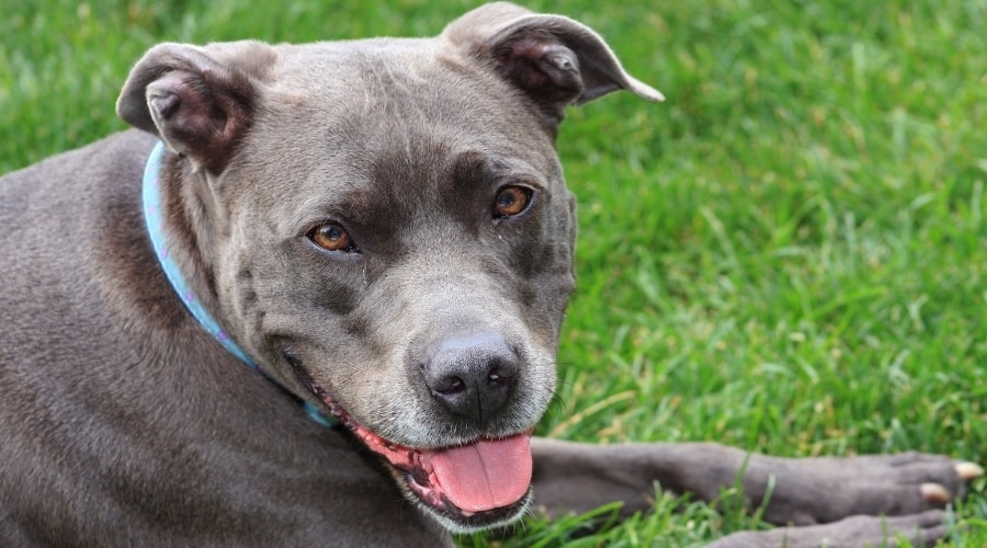 Blue Nosed Pitbull Laying on Grass