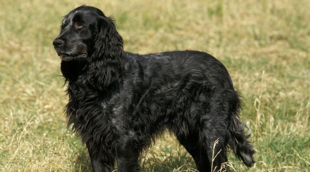 Black Blue Picardy Spaniel standing in the grass