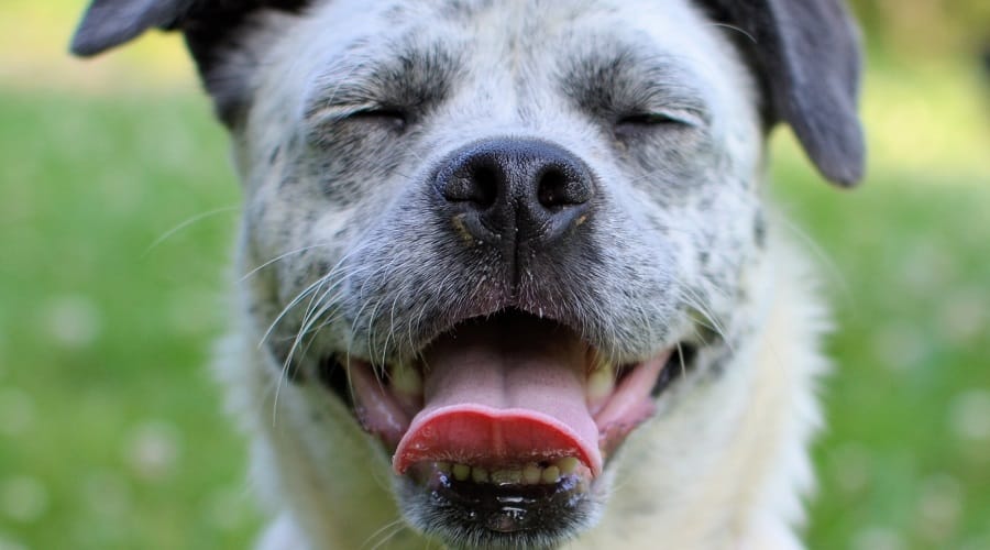 Blue Tzu Heeler
