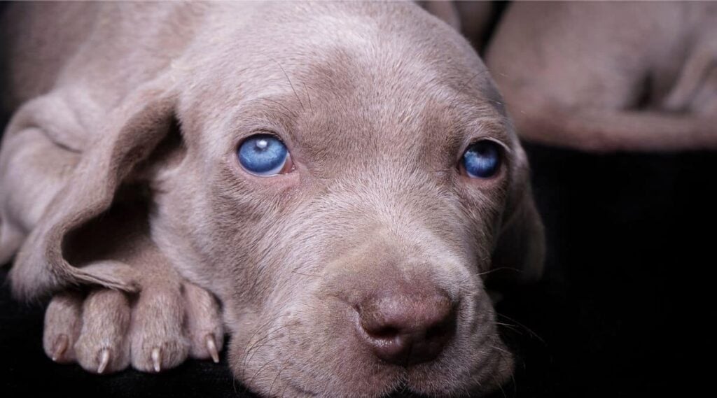 Close-up of a weimaraner puppy with wide open blue eyes.