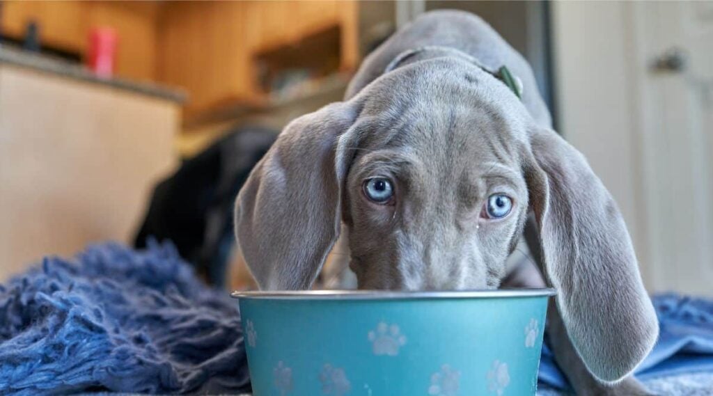 Weimaraner puppy with blue eyes eating breakfast