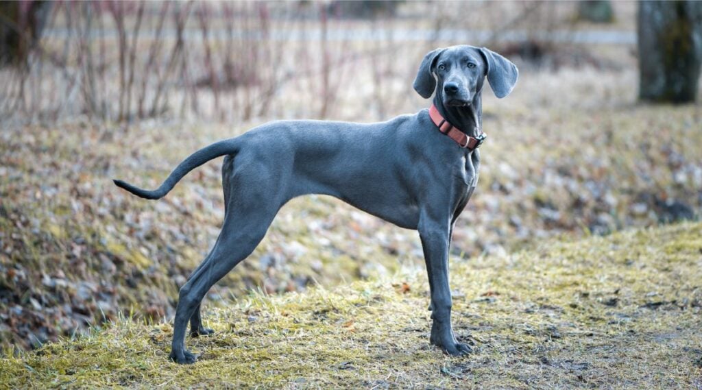 Blue Weimaraner standing outside
