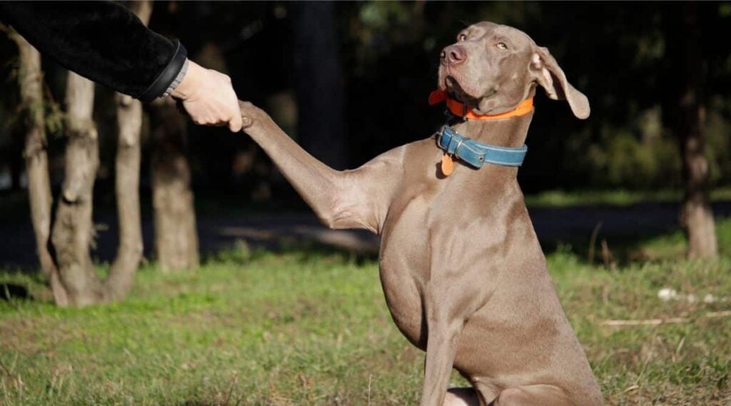 Portrait of a Weimaraner dog with. Gives a paw to the owner and looks at the camera