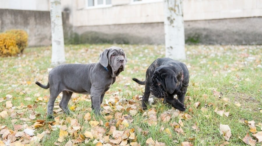 Blue and Black Dogs Playing in a Yard