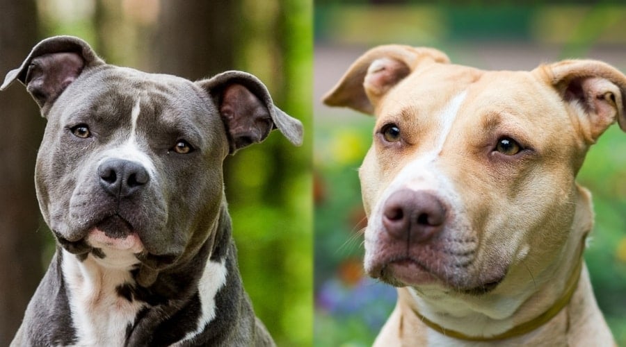 Blue and Tan Dogs