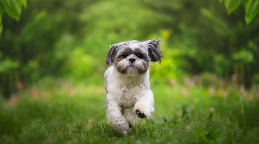 Blue and White Dog Running Toward Camera Outside