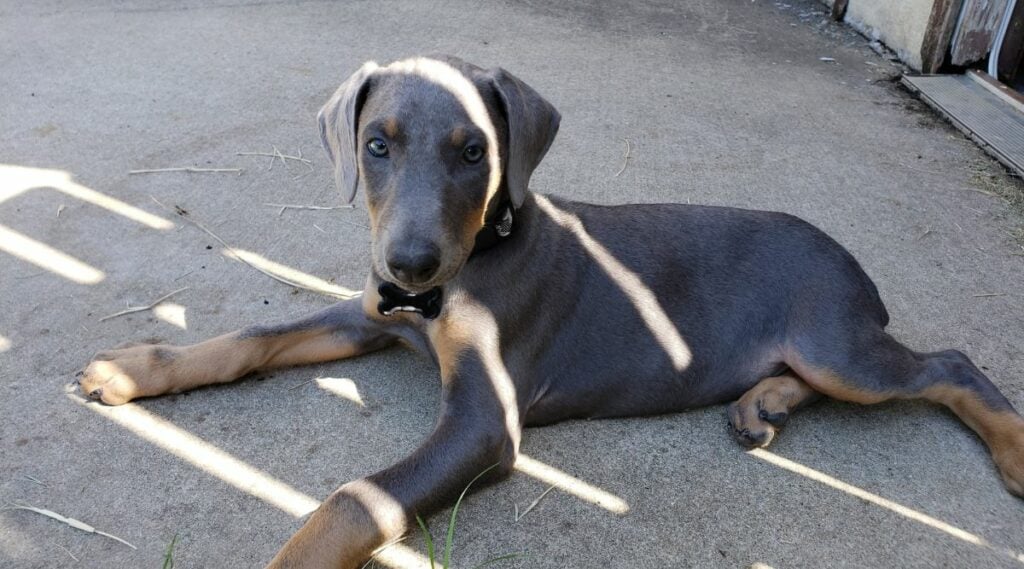 Blue and rust Doberman Color sitting outside