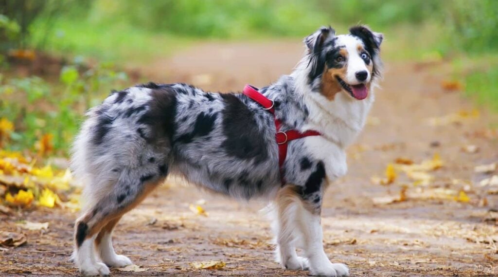 Blue merle Australian Shepherd dog with a red harness staying in the forest
