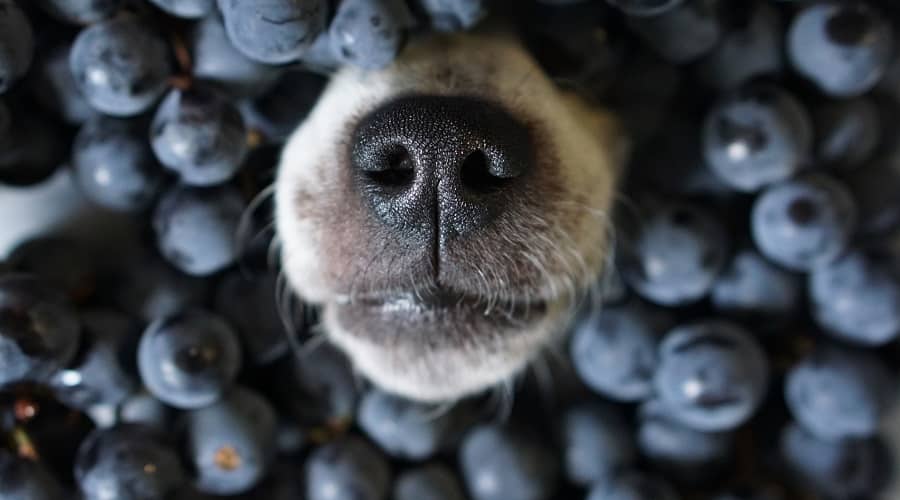 Blueberries in Small Breed Puppy Food