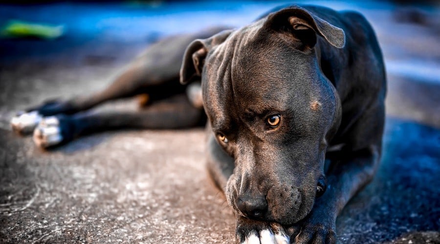 Pitbull Terrier Outdoors