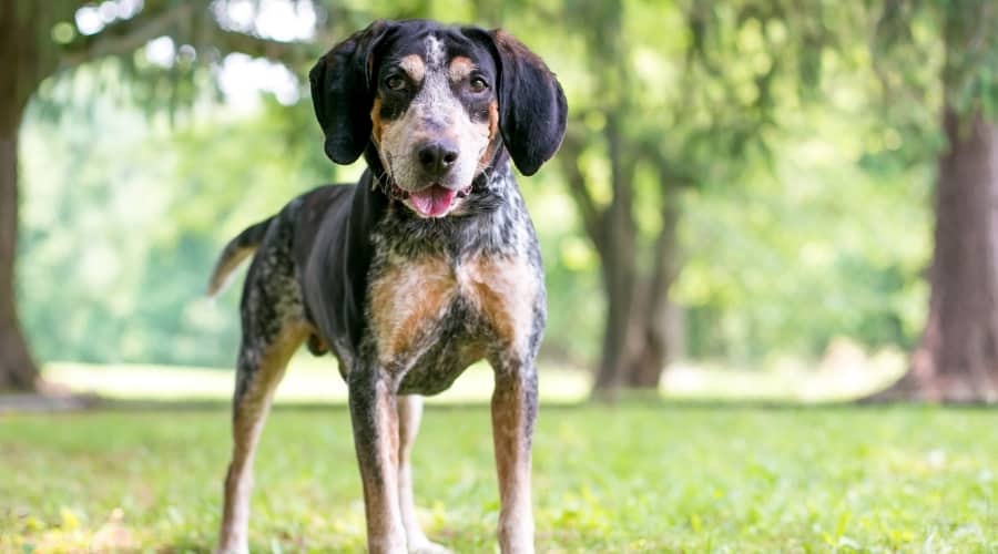 Bluetick Coonhound standing outside.