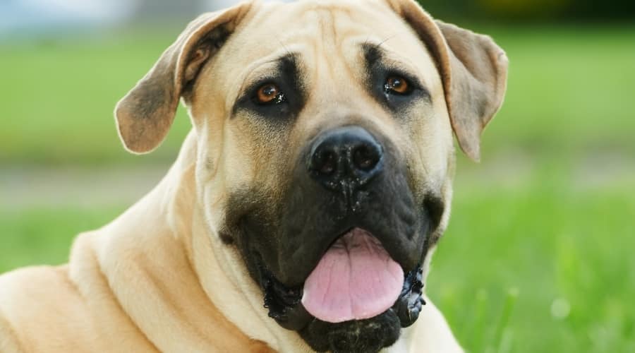 Boerboel Laying Outdoors