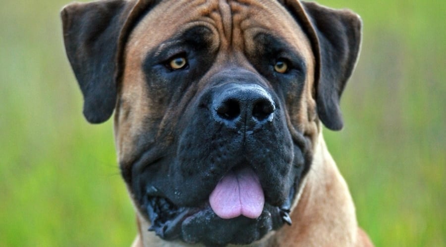 Boerboel Outside Looking Around