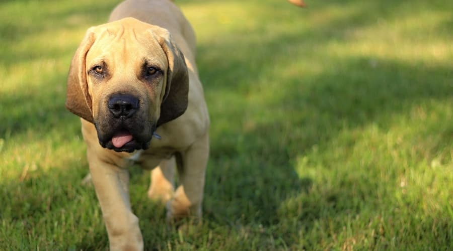 Boerboel Puppy Walking Around