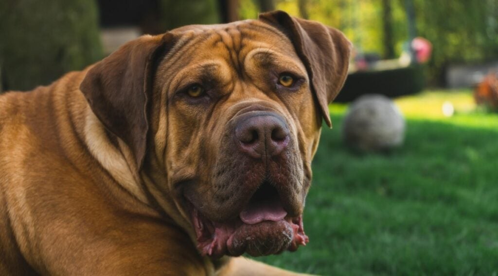 Boerboel dog outside.