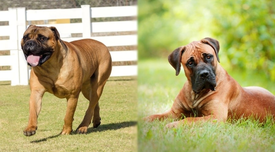 Boerboel and Bullmastiff Training