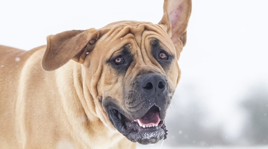 Boerboel in Backyard Playing
