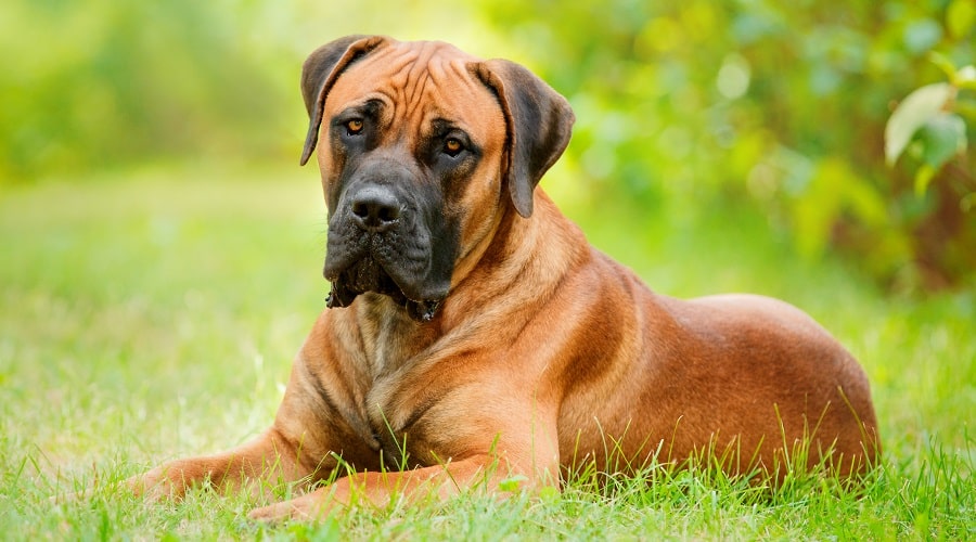 Boerboel in Grass