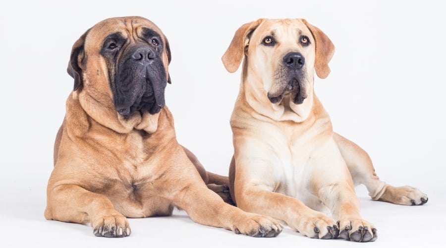 Boerboel vs Bullmastiff Resting