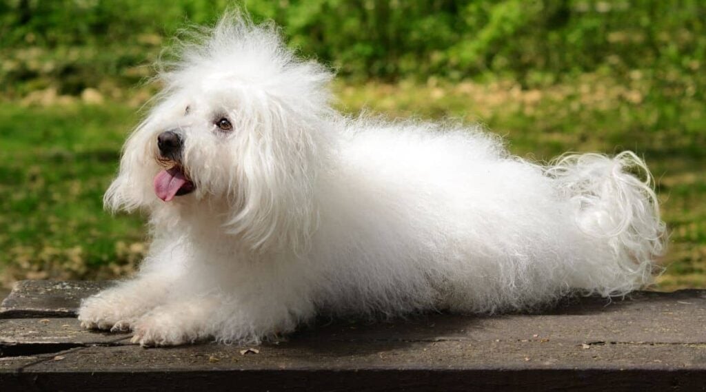 Bolognese sitting outside