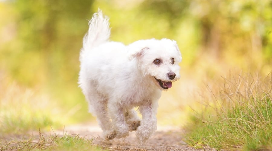 Bolonoodle Dog