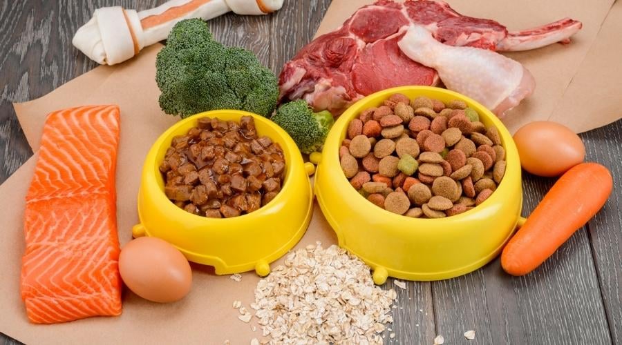 Bone treat and two bowls of pet food wet and dry with natural ingredients