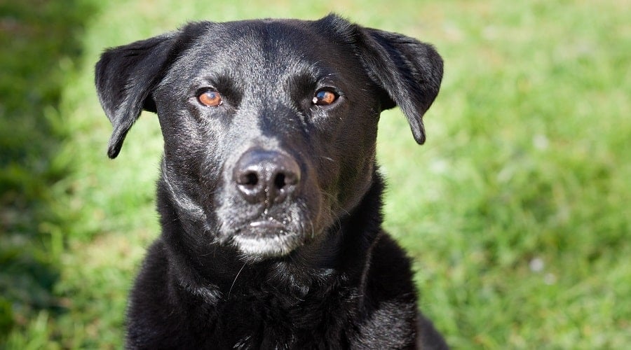 Borador