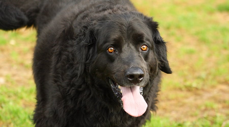 Borador Grooming Needs