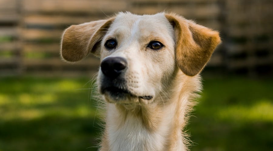 Borador Mixed Breed Pup