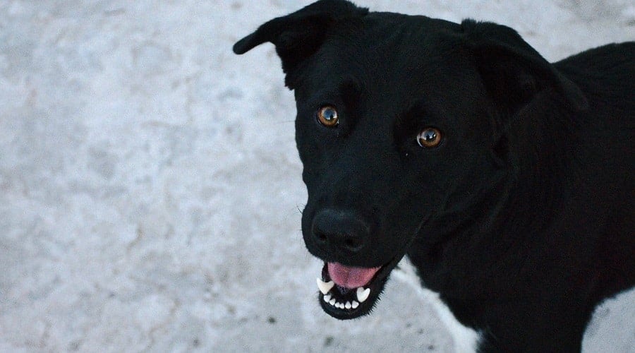 Borador