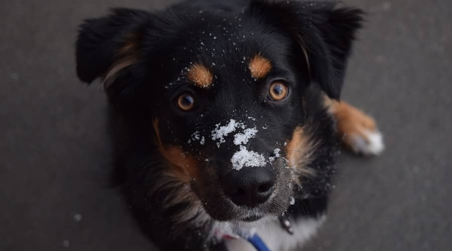 Border Aussie