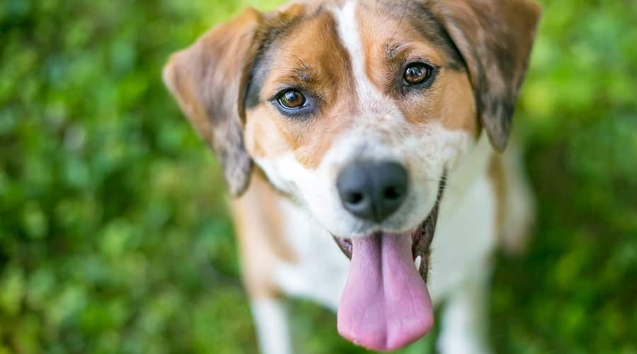 Border Beagle Mixed Coat