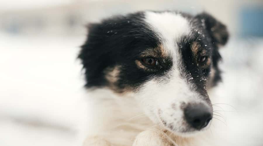 Border Beagle in snow