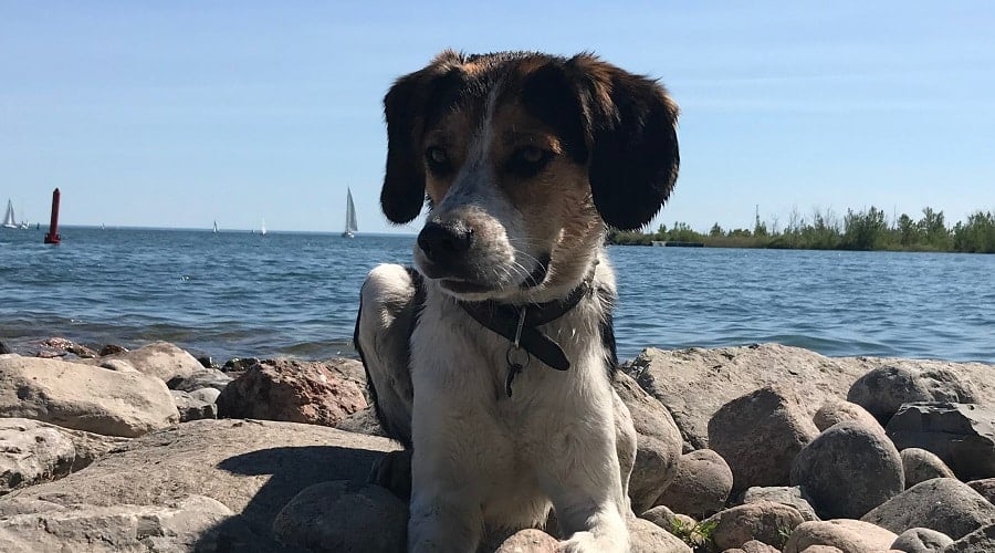 Border Beagle on Rocks Playing
