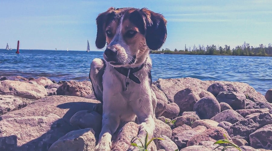 Border Beagle