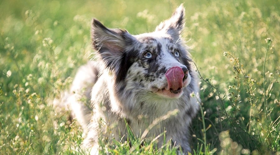 Border Collie