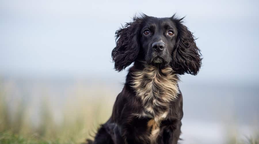 Border Collie Cocker Spaniel Mix