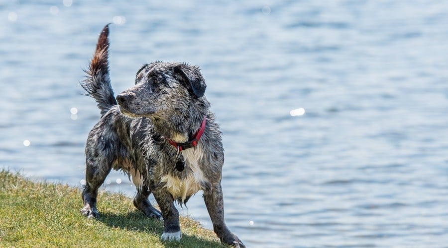 Border Collie Corgi Nutrition