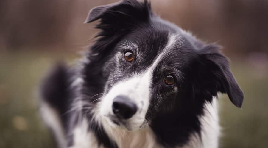 Border Collie Dog Looking at Camera